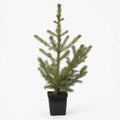 Bonny's Garden Center Norway Spruce tree with dark green needles and drooping branches in a landscape