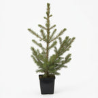 Bonny's Garden Center Norway Spruce tree with dark green needles and drooping branches in a landscape