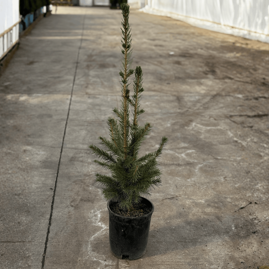 Norway Spruce Tree – Hardy Green Evergreen Windbreak