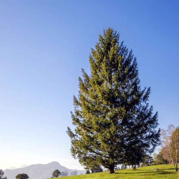 Norway Spruce Tree – Hardy Green Evergreen Windbreak
