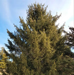 Norway Spruce Tree – Hardy Green Evergreen Windbreak
