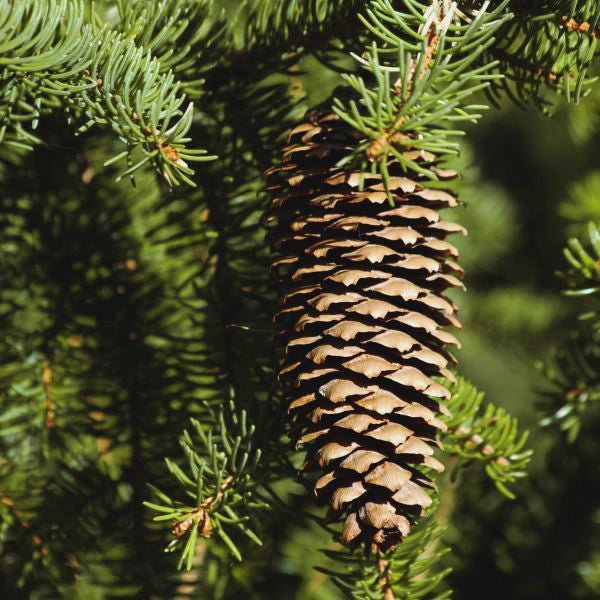 Norway Spruce Tree – Hardy Green Evergreen Windbreak