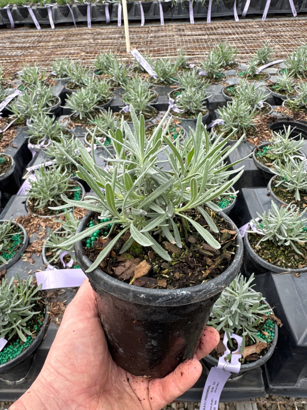 French Lavender – Fragrant Purple Perennial