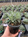 French Lavender – Fragrant Purple Perennial