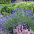 Phenomenal French Lavender from Bonny's Garden Center with purple-blue flowers and silvery green foliage