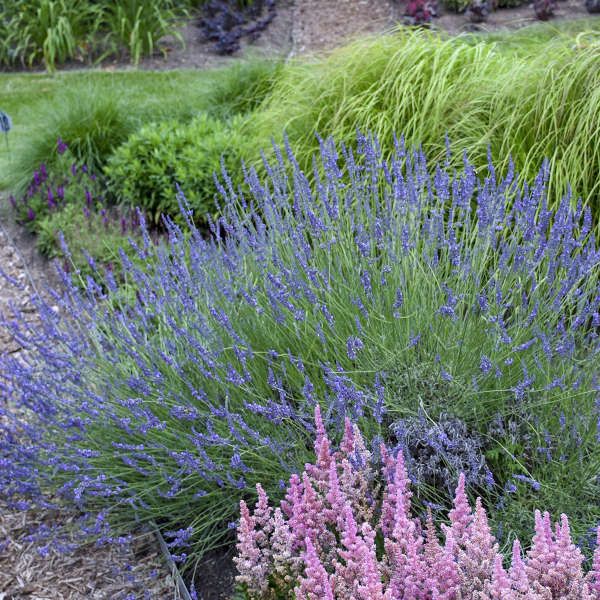 Phenomenal French Lavender from Bonny's Garden Center with purple-blue flowers and silvery green foliage