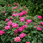 Pink Double Knock Out® Shrub Rose – Self-Cleaning Landscape Rose