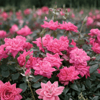 Pink Double Knock Out® Shrub Rose – Self-Cleaning Landscape Rose
