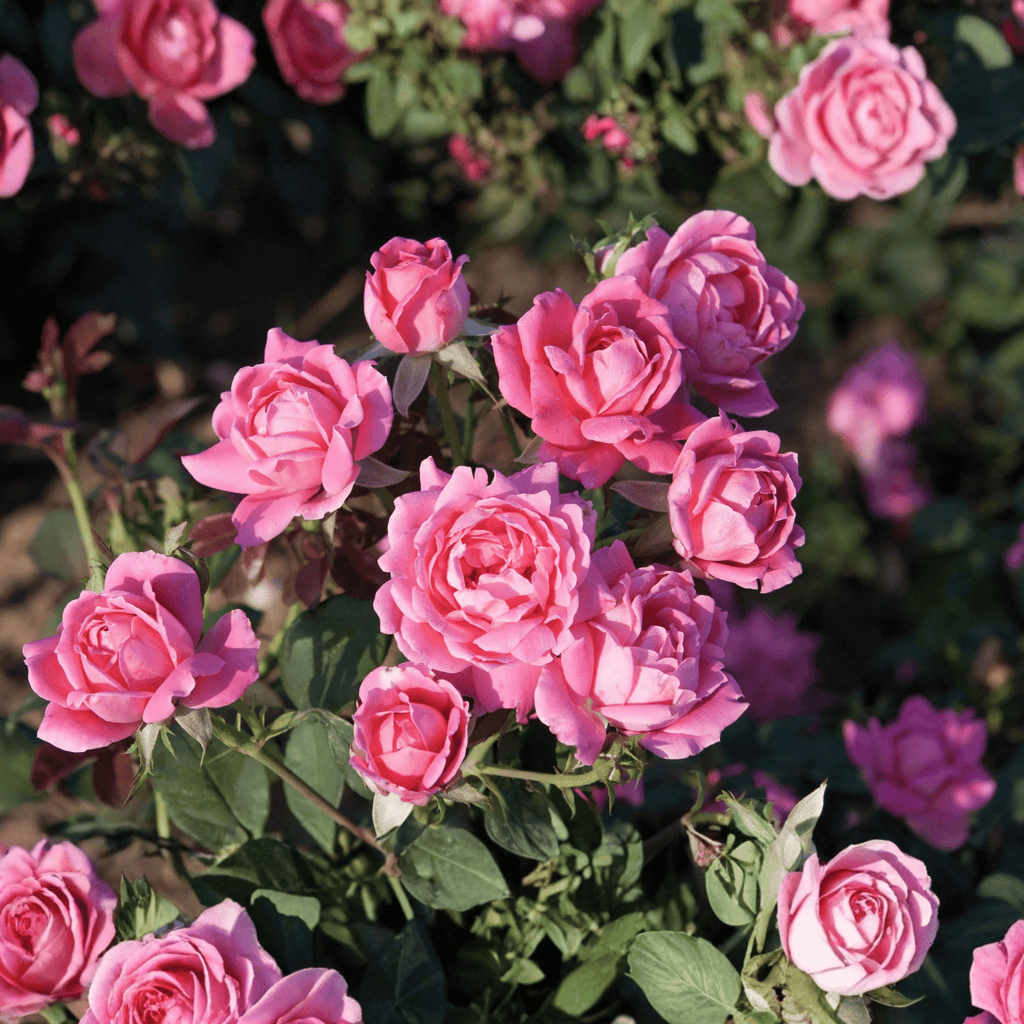 Pink Double Knock Out® Shrub Rose – Self-Cleaning Landscape Rose