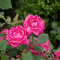 Pink Double Knock Out Rose shrub from Bonny's Garden Center with vibrant bubblegum pink double blooms and glossy green foliage