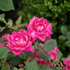 Pink Double Knock Out Rose shrub from Bonny's Garden Center with vibrant bubblegum pink double blooms and glossy green foliage