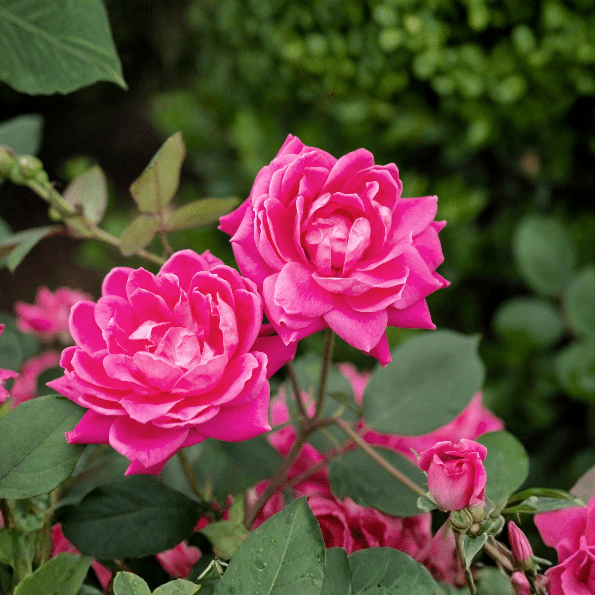 Pink Double Knock Out Rose shrub from Bonny's Garden Center with vibrant bubblegum pink double blooms and glossy green foliage