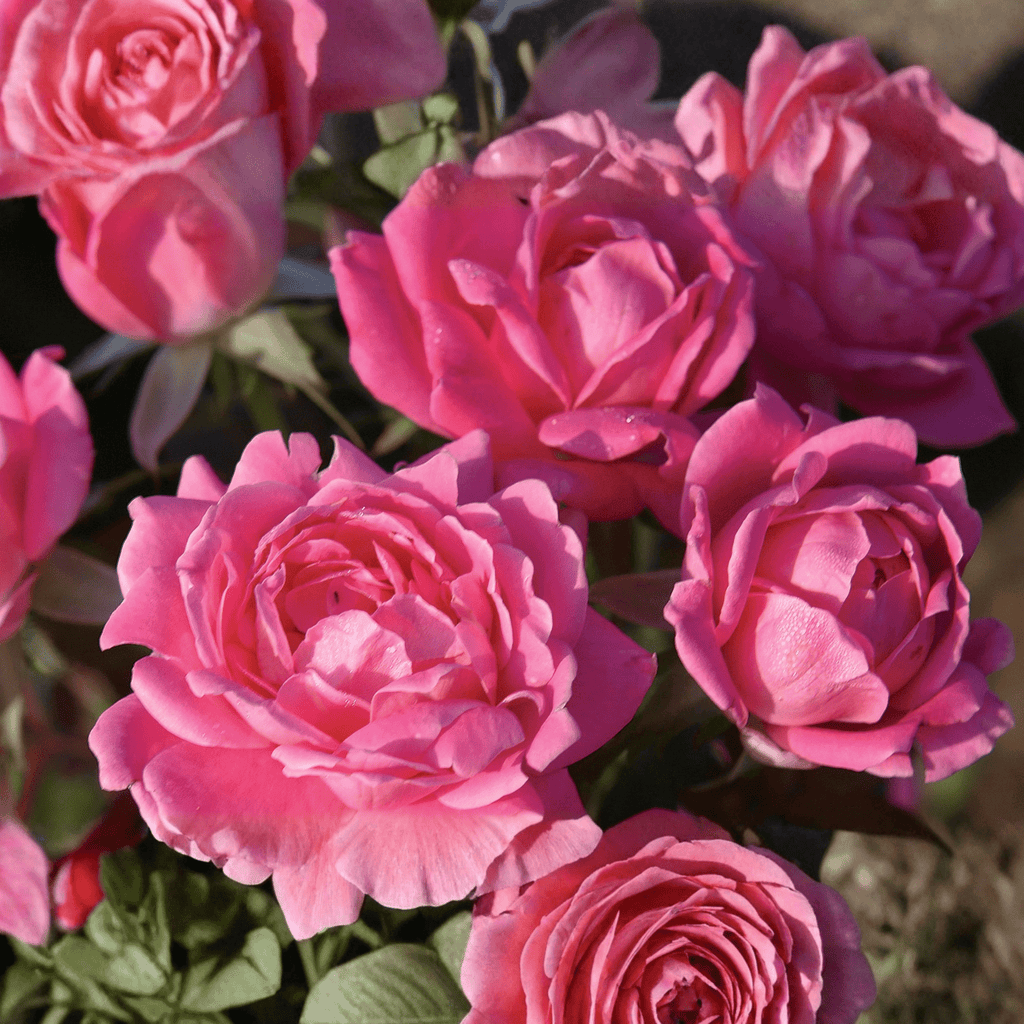 Pink Double Knock Out® Shrub Rose – Self-Cleaning Landscape Rose