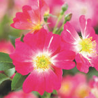 Pink Groundcover Rose
