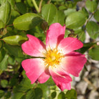 Pink Groundcover Rose