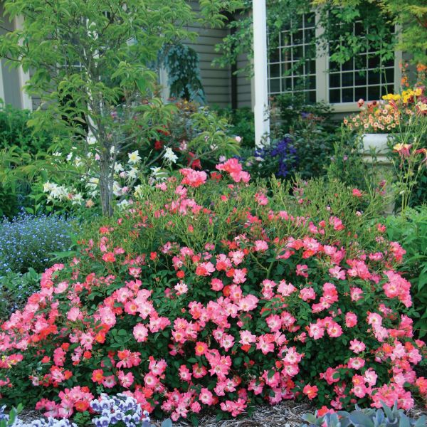 Bonny's Garden Center Pink Drift® Groundcover Rose with deep pink flowers in full bloom