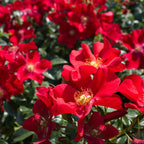 Scarlet Groundcover Rose