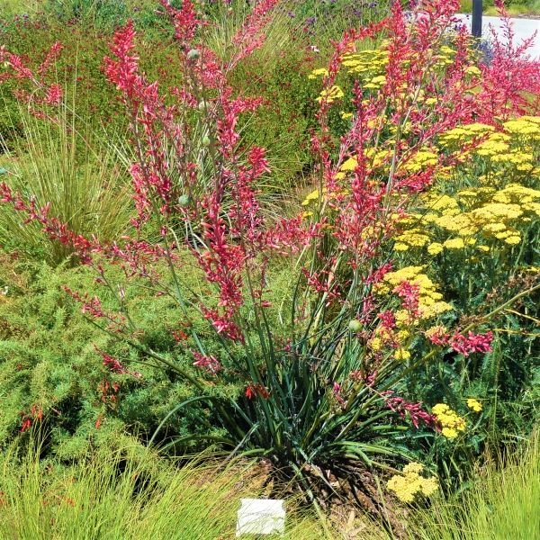 Red Yucca – Drought-Tolerant Evergreen with Vibrant Red Flowers