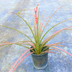 Red Yucca – Drought-Tolerant Evergreen with Vibrant Red Flowers