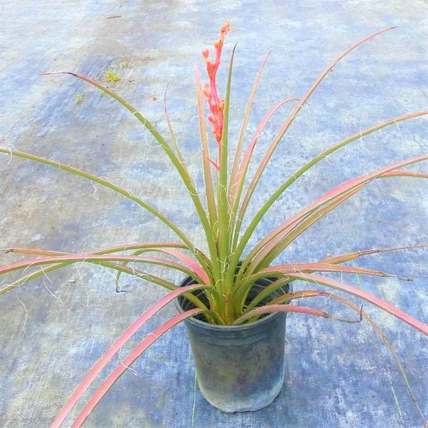 Red Yucca – Drought-Tolerant Evergreen with Vibrant Red Flowers