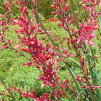 Bonny's Garden Center Red Yucca plant with vibrant red and coral-pink flowers, grass-like green foliage