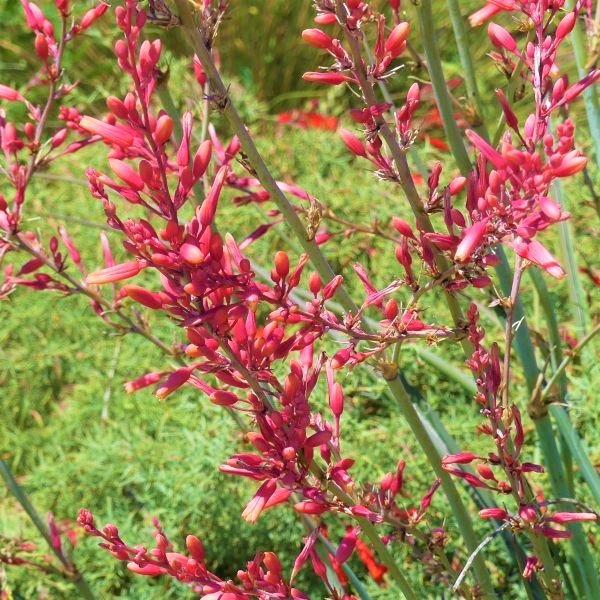Bonny's Garden Center Red Yucca plant with vibrant red and coral-pink flowers, grass-like green foliage