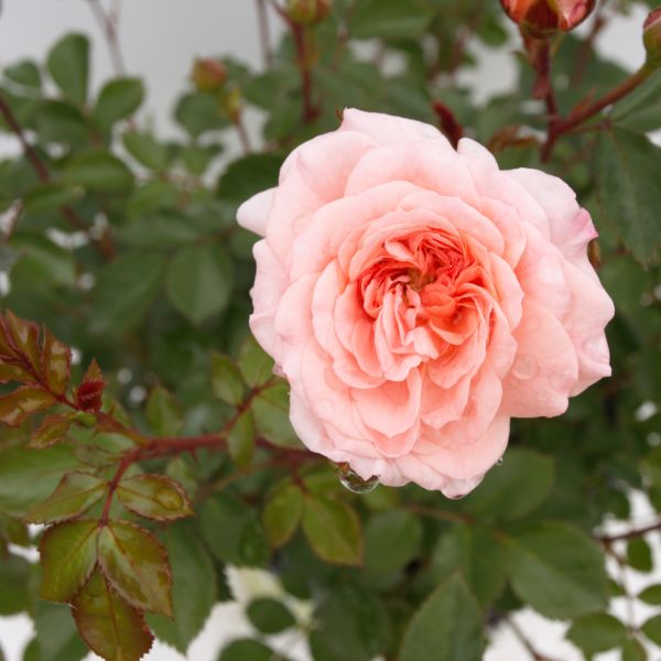 Apricot Drift® Groundcover Rose – Hardy Double Blooms