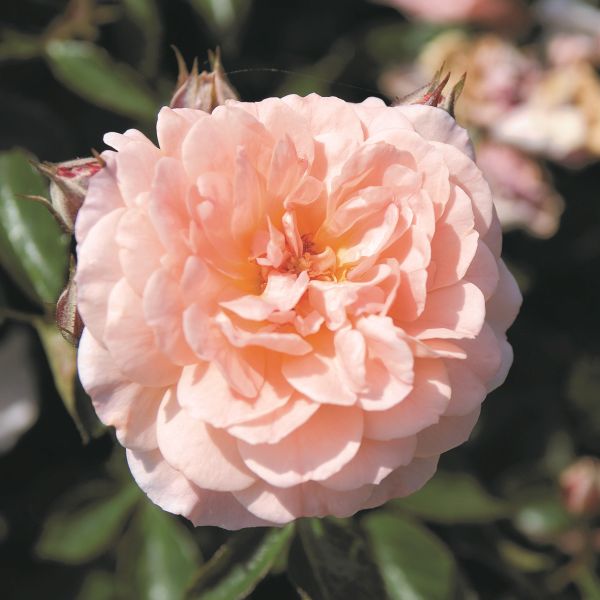 Apricot Drift® Groundcover Rose – Hardy Double Blooms