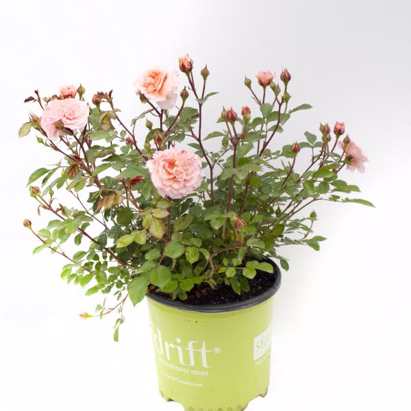Apricot Drift® Groundcover Rose – Hardy Double Blooms
