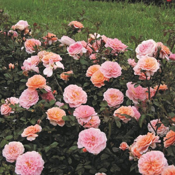 Bonny's Garden Center Apricot Drift® Groundcover Rose with double apricot blooms in a sunny garden