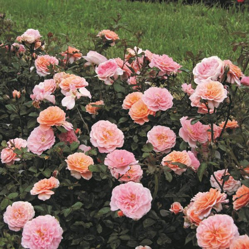 Bonny's Garden Center Apricot Drift® Groundcover Rose with double apricot blooms in a sunny garden