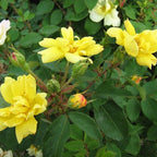 Sunny Shrub Rose