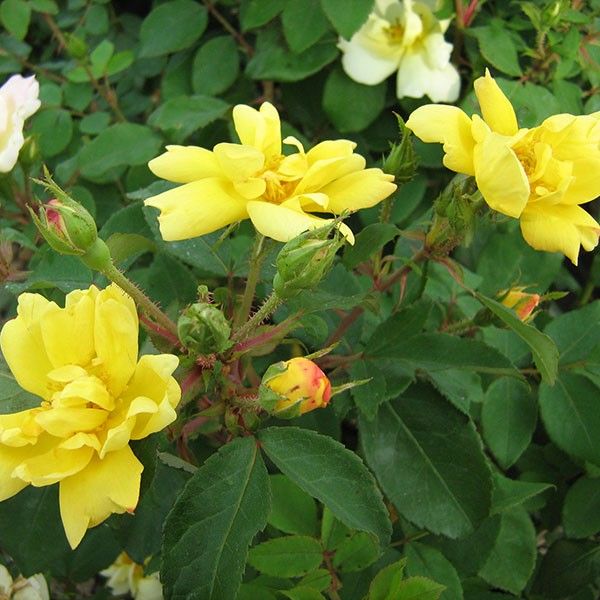 Sunny Shrub Rose