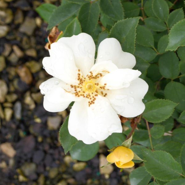 Sunny Shrub Rose