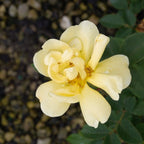 Sunny Shrub Rose