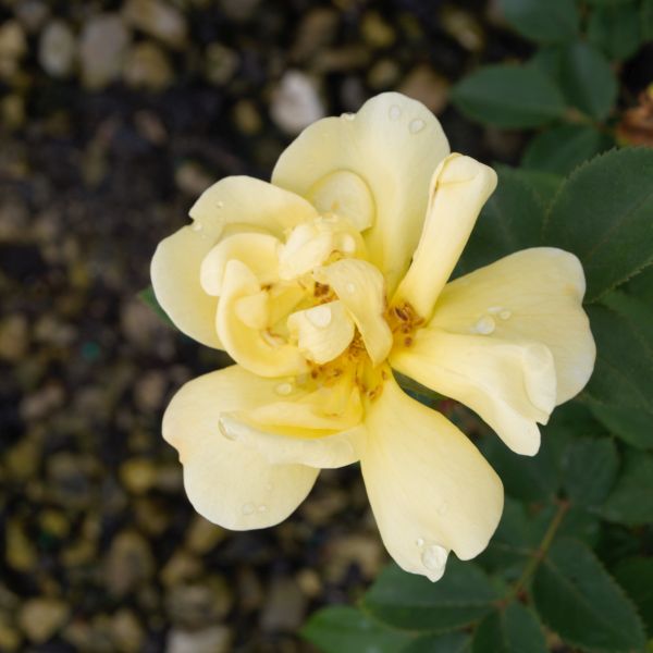 Sunny Shrub Rose