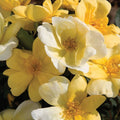 Bonny's Garden Center Sunny Knock Out® Shrub Rose with bright yellow blooms
