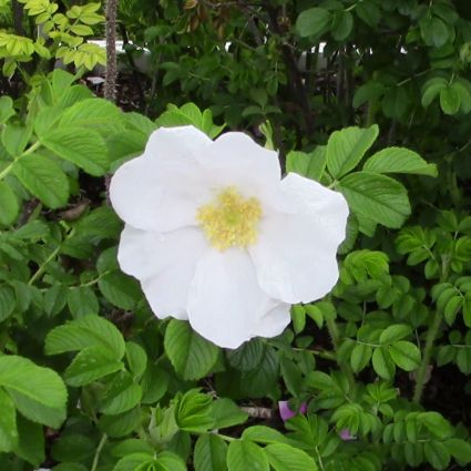 White Rugosa Rose – Fragrant Pure-White Blooms