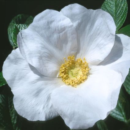 White Rugosa Rose – Fragrant Pure-White Blooms