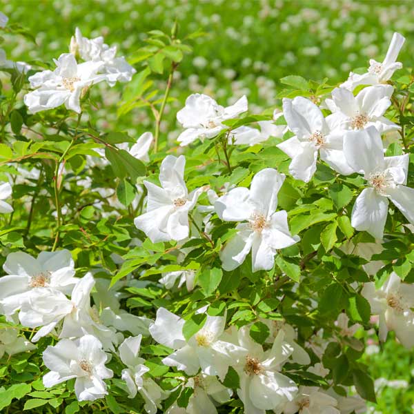 Bonny's Garden Center White Rugosa Rose shrub with pure white blossoms and green foliage