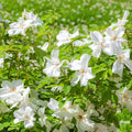 Bonny's Garden Center White Rugosa Rose shrub with pure white blossoms and green foliage