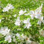 Bonny's Garden Center White Rugosa Rose shrub with pure white blossoms and green foliage