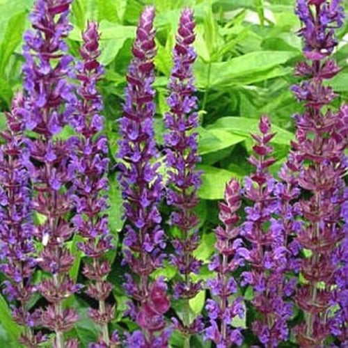 East Friesland Salvia – Deep Purple Hardy Perennial