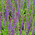 East Friesland Salvia – Deep Purple Hardy Perennial