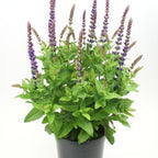 East Friesland Salvia – Deep Purple Hardy Perennial