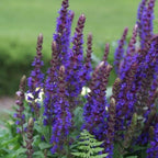 Bonny's Garden Center East Friesland Salvia with deep purple flower spikes and green foliage