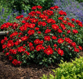 Scarlet Drift® Groundcover Rose from Bonny's Garden Center in full bloom with vibrant red flowers