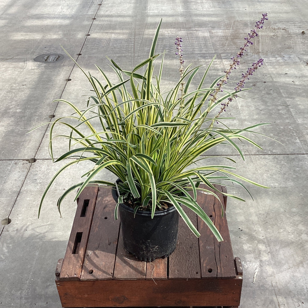 Silvery Sunproof Liriope – Variegated Lilyturf Hardy Perennial