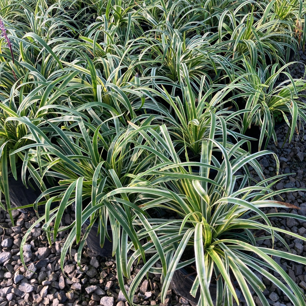Silvery Sunproof Liriope – Variegated Lilyturf Hardy Perennial