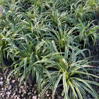Silvery Sunproof Liriope – Variegated Lilyturf Hardy Perennial